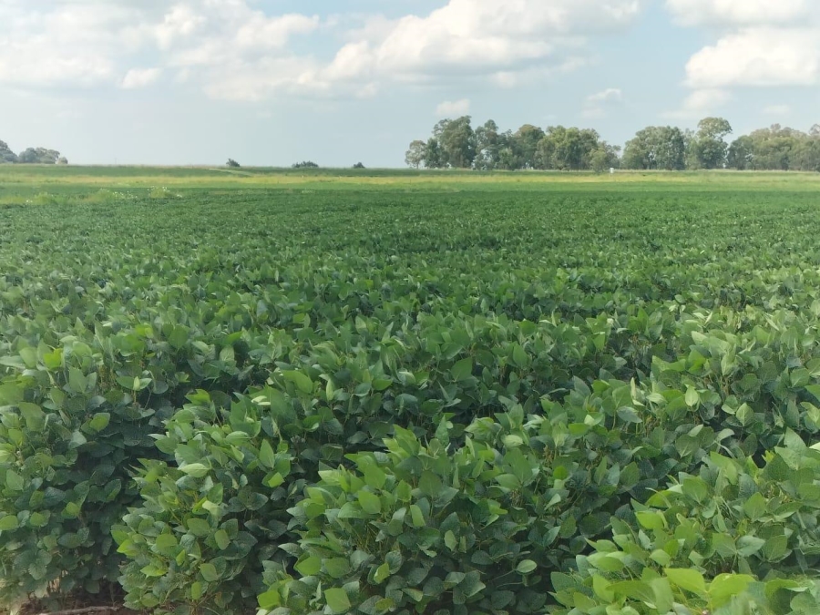 0 Bedroom Property for Sale in Bethlehem Rural Free State